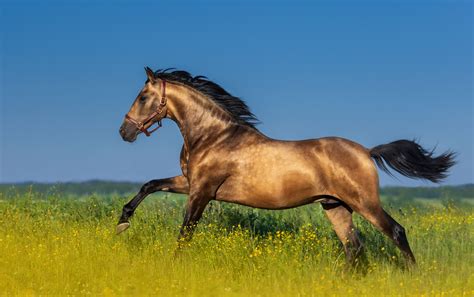 Top 5 Most Majestic Spanish Horse Breeds You Need to Know About